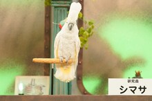 「人間研究所」に登場する「オウムのシマサ」（ニューヨーク嶋佐）