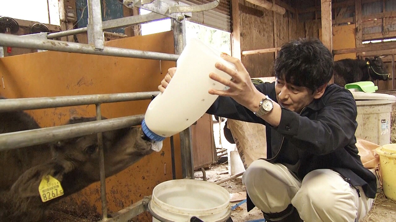 能登牛の子牛にミルクをあげる博多大吉