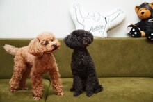 兼光タカシの愛犬