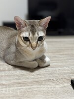 令和ロマン・松井ケムリの愛猫