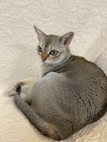 令和ロマン・松井ケムリの愛猫