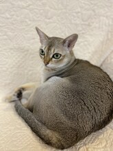 令和ロマン・松井ケムリの愛猫