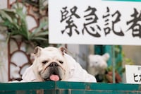 ブルドッグのヒカル（伊集院光）