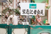 ブルドッグのヒカル（伊集院光）、ニホンザルのリュウ（ロバート秋山）