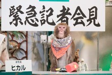 ニホンザルのリュウ（ロバート秋山）