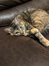 「愛猫家のイメージもない」しずる純が語る猫との暮らし