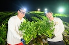 オリラジ藤森と夜明け前の巨大セロリ