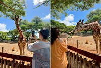 「有吉の夏休み2025 密着77時間in Hawaii」より