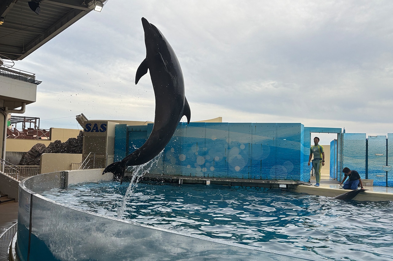 新江ノ島水族館のバンドウイルカ