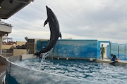 新江ノ島水族館のバンドウイルカ
