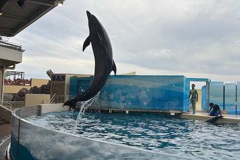 新江ノ島水族館のバンドウイルカ