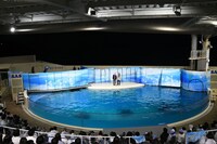 「真空ジェシカ VS イルカ in 新江ノ島水族館」の様子