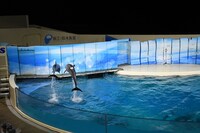 イルカたちによるパフォーマンスの様子