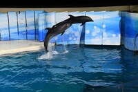 イルカたちによるパフォーマンスの様子