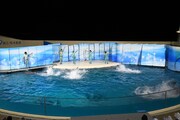 イルカたちによるパフォーマンスの様子