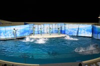イルカたちによるパフォーマンスの様子