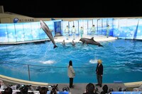 イルカと真空ジェシカ