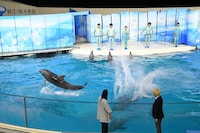 「真空ジェシカVSイルカ」はイルカの圧勝