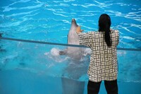 真空ジェシカ川北と同じ動きをするイルカ