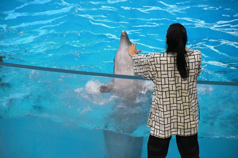 イルカとコミュニケーションを取る真空ジェシカ川北