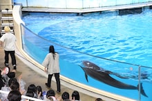 退場する真空ジェシカを見送るイルカ