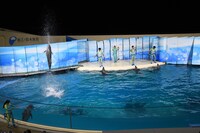 イルカたちによるパフォーマンスの様子