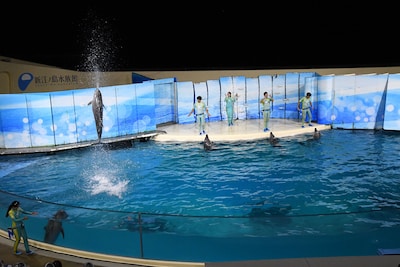 イルカたちによるパフォーマンスの様子