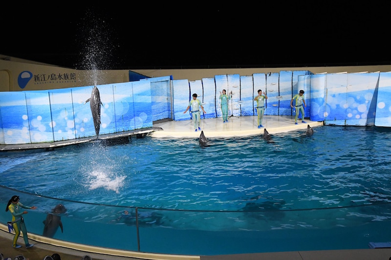 イルカたちによるパフォーマンスの様子