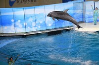 イルカたちのパフォーマンスの様子