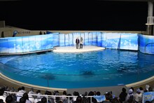 真空ジェシカいわく、「すごく漫才しやすいステージ」。濡れているが滑らないそう。川北「普段いいところで（イルカたちが）漫才やってるんだなって感じです」