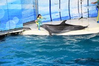 イルカによるパフォーマンス