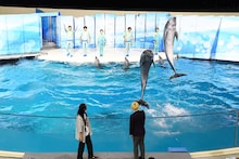 イルカと真空ジェシカ