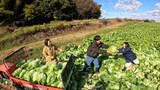 ハクサイを収穫するロッチ・コカド（中央）