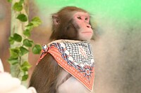 ニホンザルのリュウ（ロバート秋山）