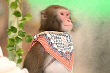 ニホンザルのリュウ（ロバート秋山）