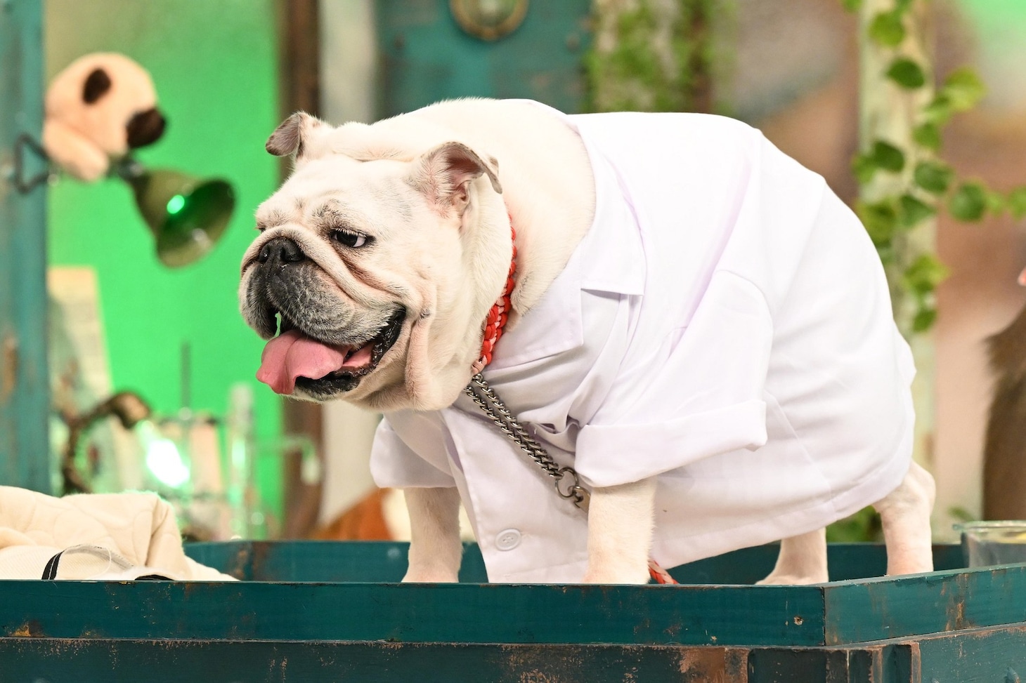 ブルドッグのヒカル（伊集院光）