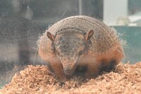 アルマジロのクッキー！（野性爆弾くっきー！）