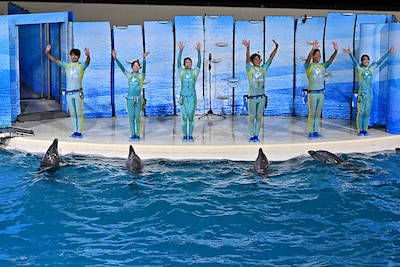 イルカたちによる“新ネタ”披露 ©TBS