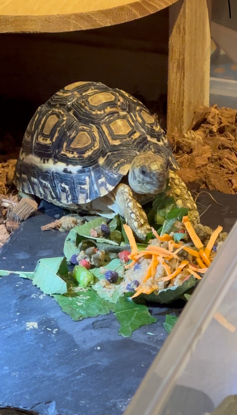 ニッポンの社長・辻が語る、カメ2匹との暮らし