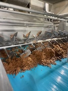 バンド乾燥機への投入