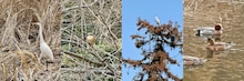 アンガールズ田中が野鳥を見る番組「野鳥を見る田中」、ご祝儀代わりに出てきてくれる鳥も