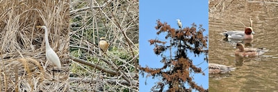 アンガールズ田中が目撃する野鳥たち