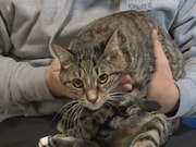 きしたかの高野、愛猫との企画でかわいらしい一面