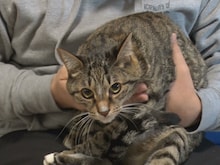 きしたかの高野、愛猫との企画でかわいらしい一面