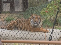 「動物さまの言うとおり アニマルお仕事大図鑑SP」のワンシーン