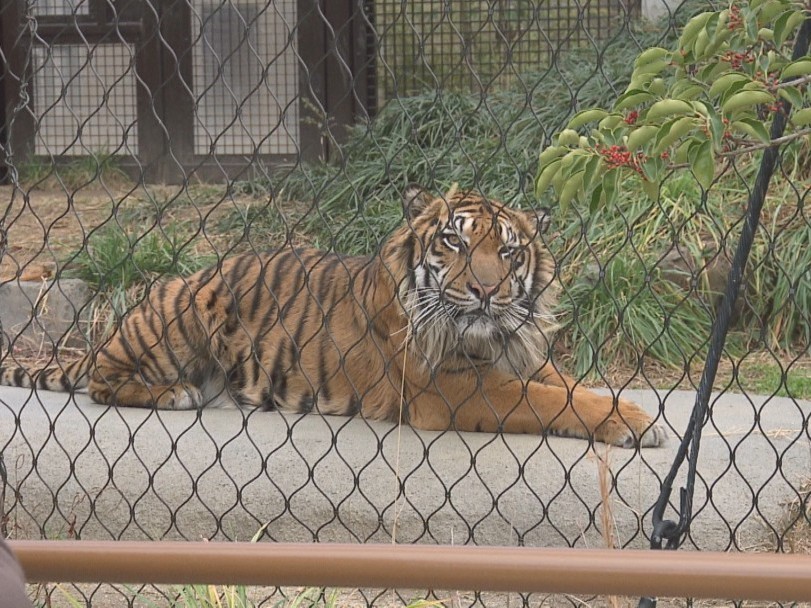 「動物さまの言うとおり アニマルお仕事大図鑑SP」のワンシーン