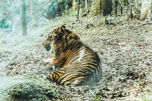 令和ロマン・ケムリ著「ナマケモノの朝は、午後からはじまる。」掲載カット