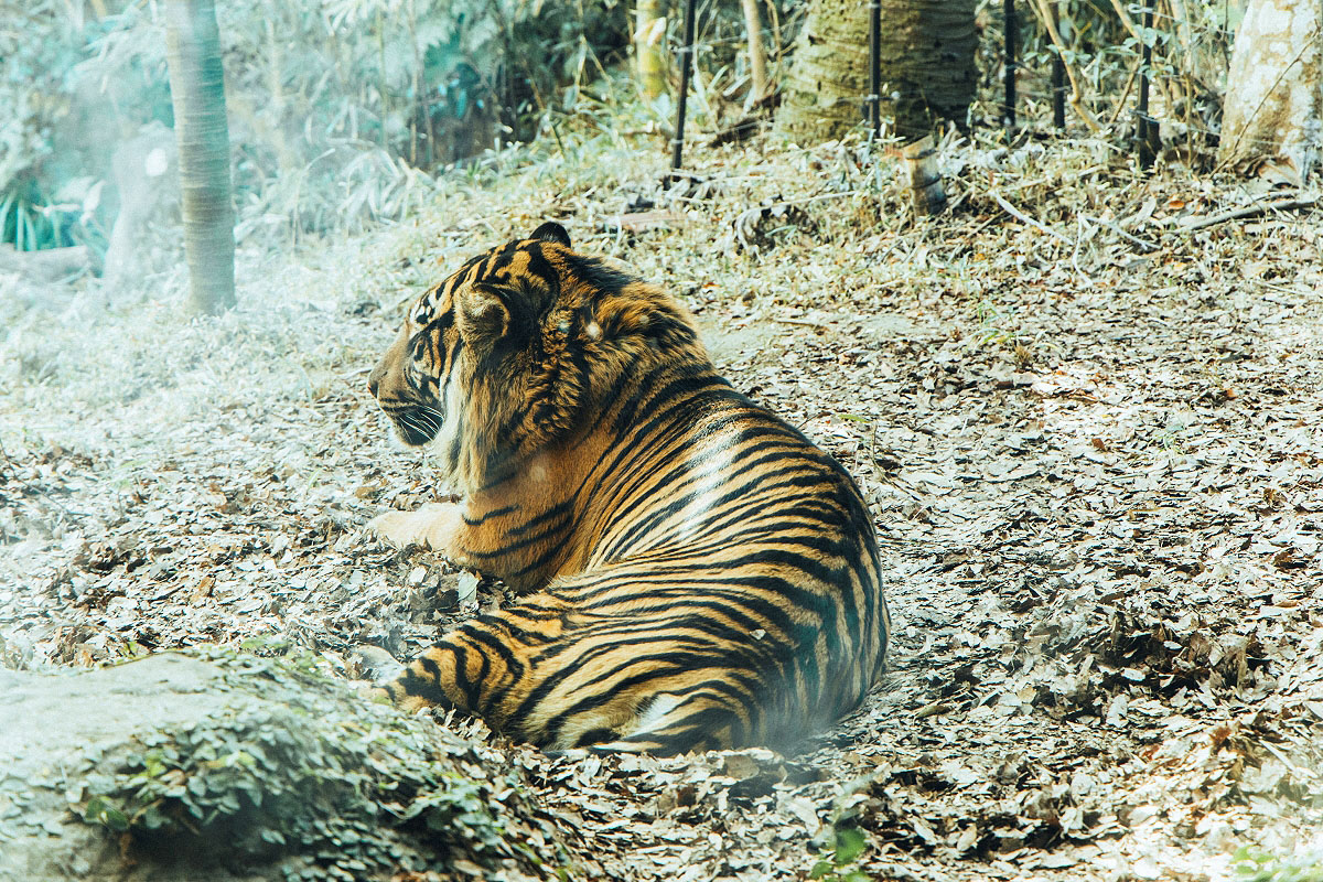 令和ロマン・ケムリ著「ナマケモノの朝は、午後からはじまる。」掲載カット