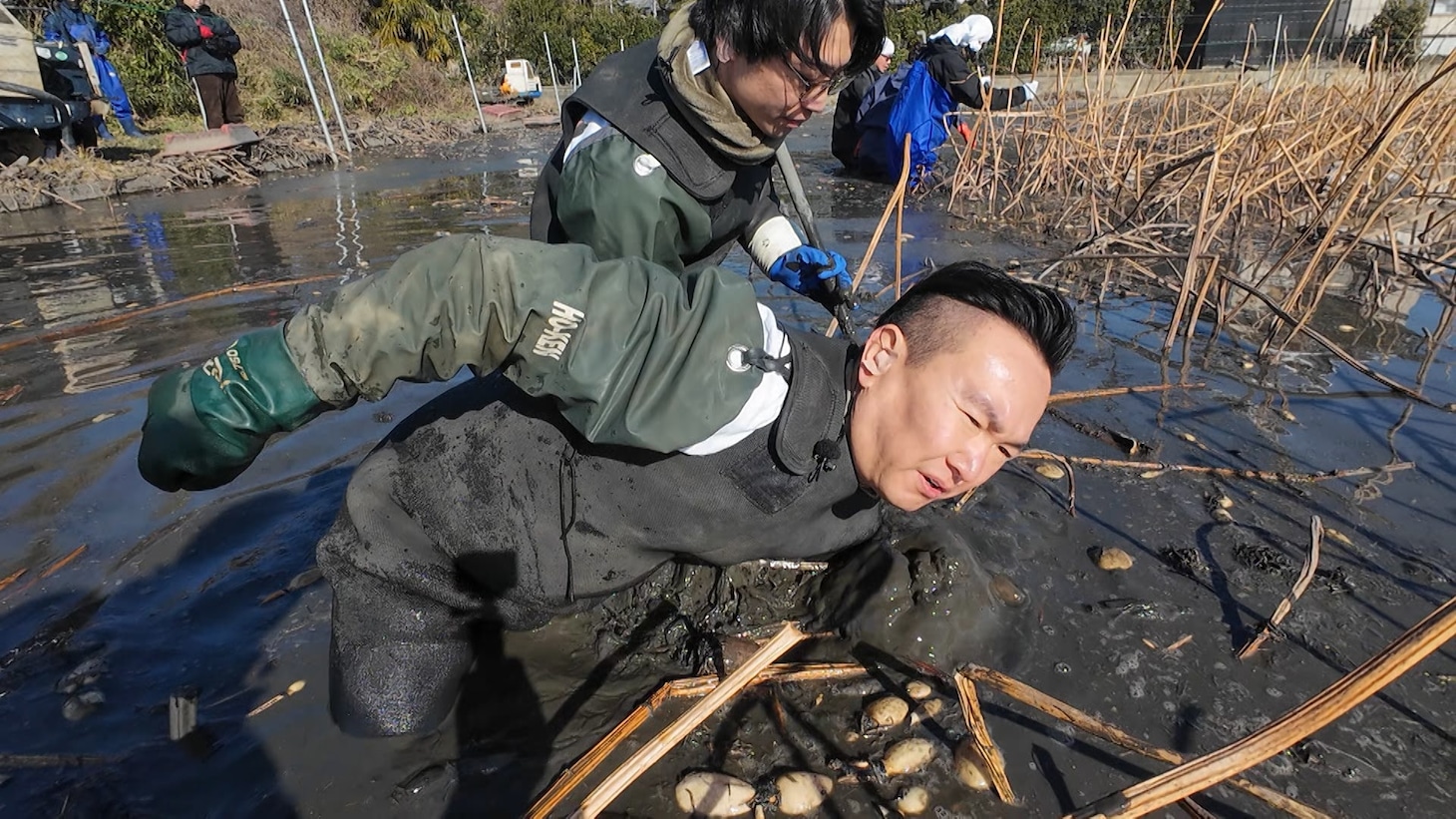 れんこん収穫の様子