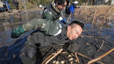 れんこん収穫の様子